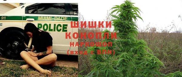 шишки Белокуриха